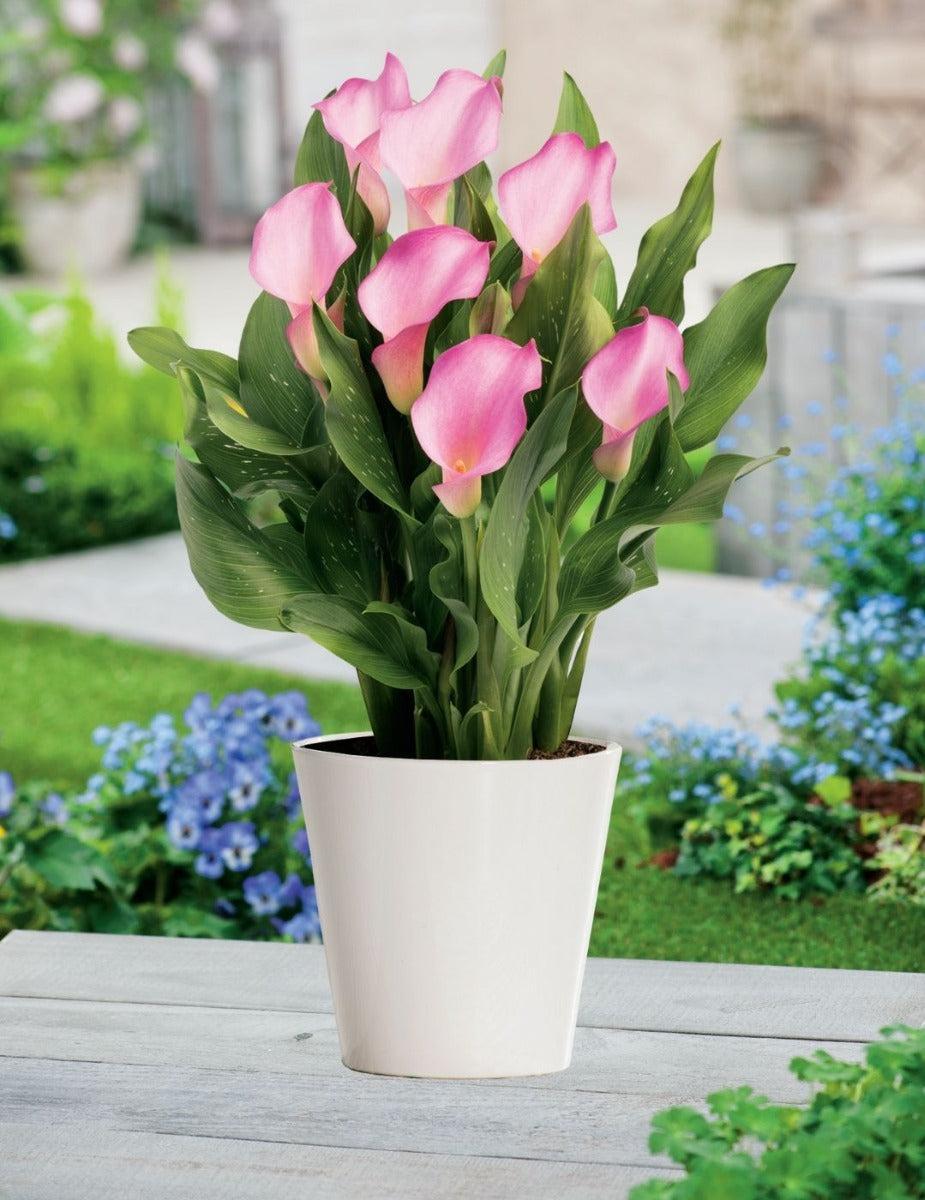 Calla Lily Pot Pink Blush (season: Winter)
