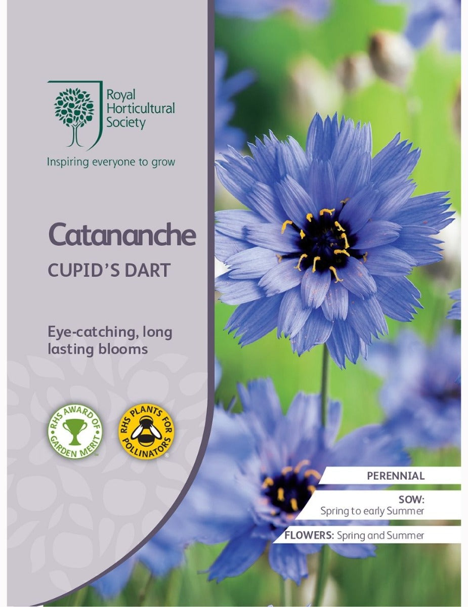 Catananche Cupid's Dart