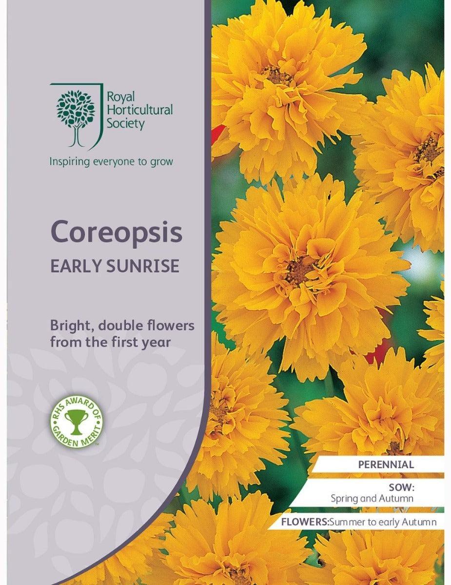 Coreopsis Early Sunrise