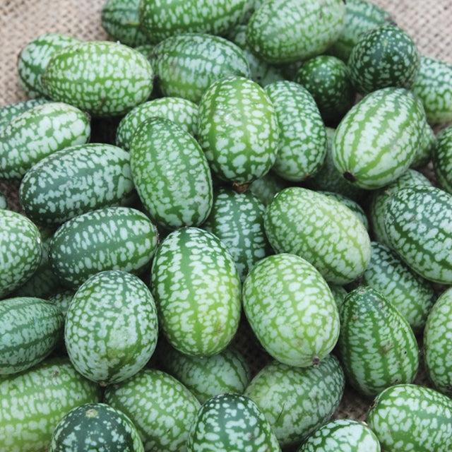 cucamelon-mexica-gerkhin