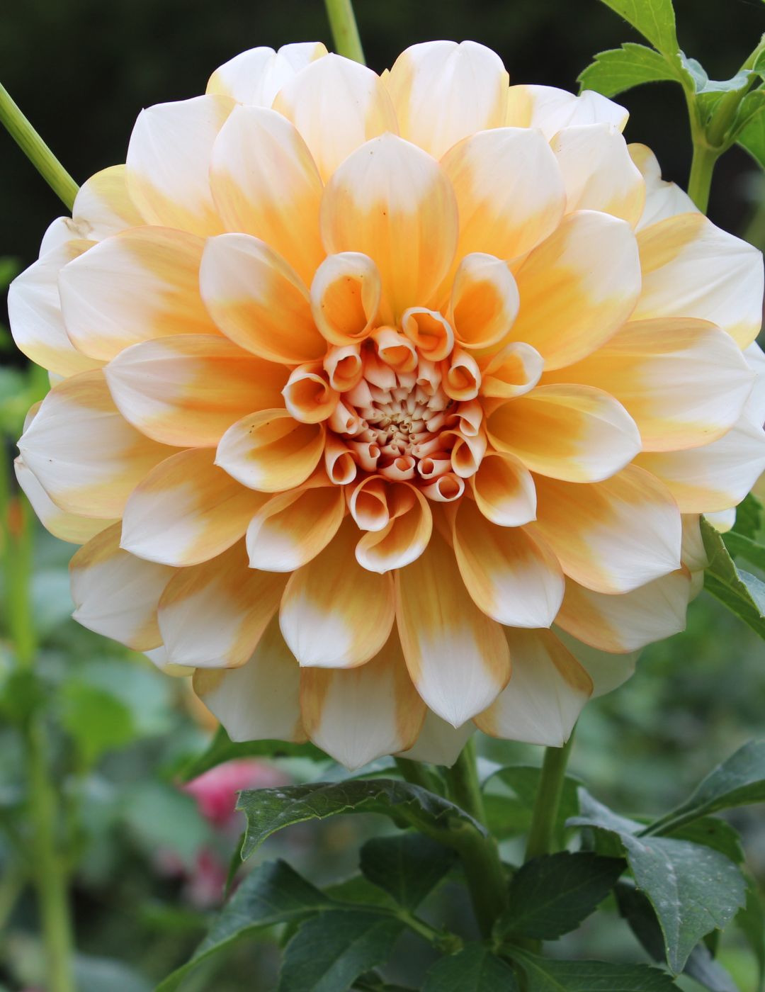 Dahlia Cornflake (Season: Aug-Sep)