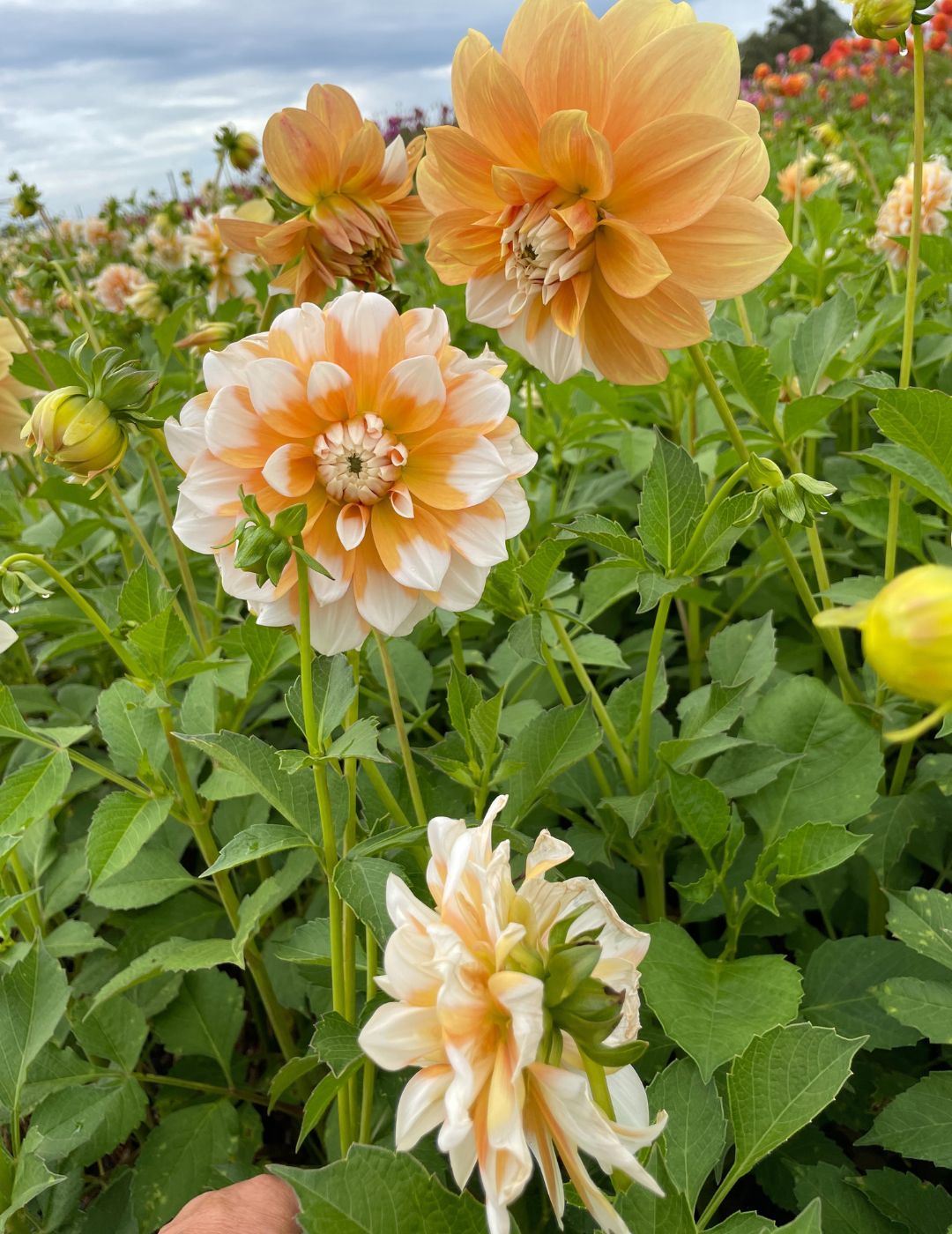 Dahlia Cornflake (Season: Aug-Sep)