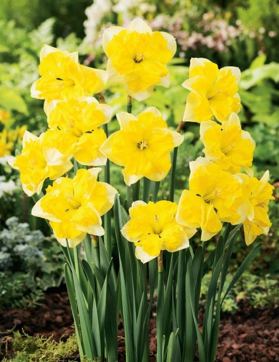 Daffodil Chanterelle Spring Bulbs Mr Fothergill's