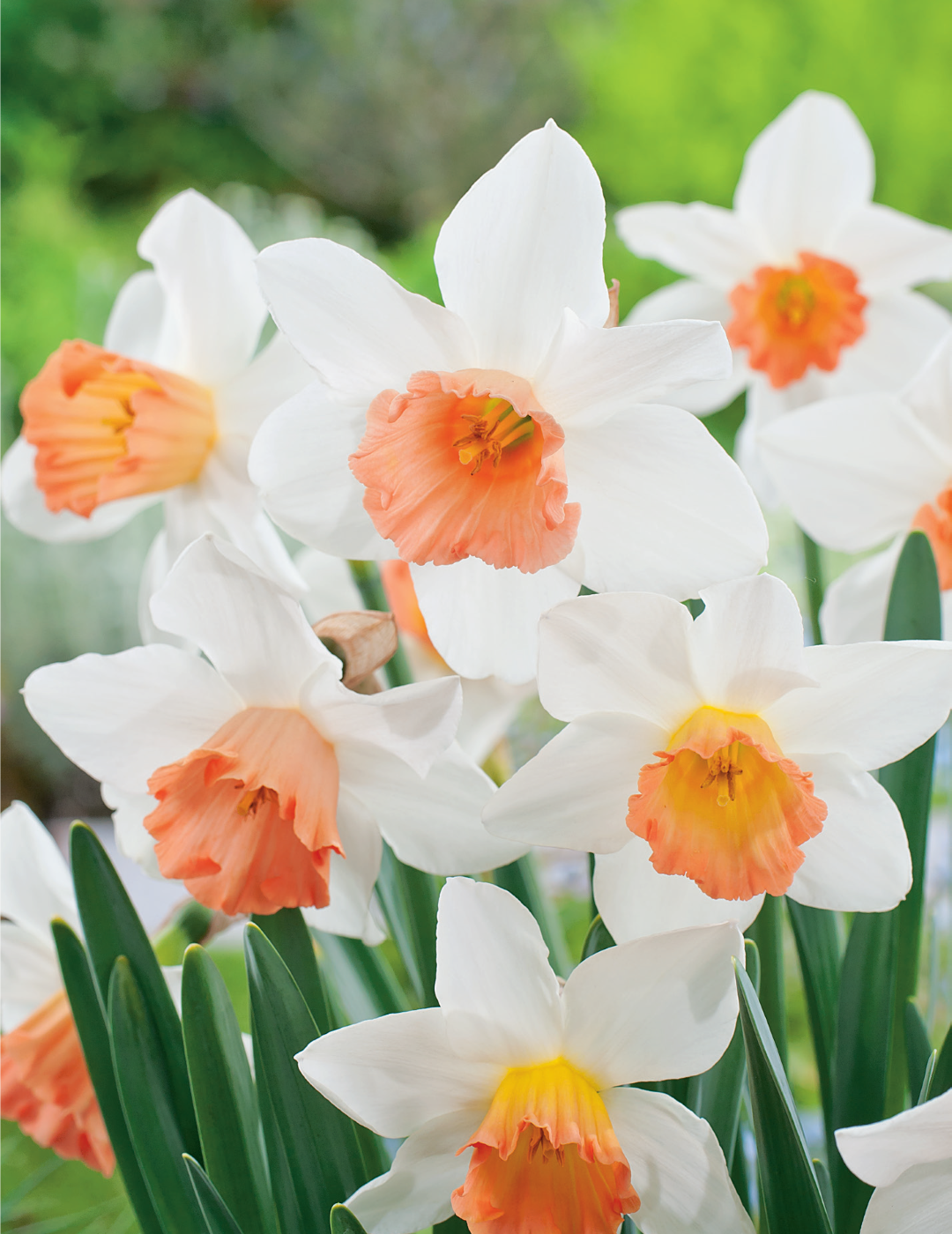 Daffodil Accent