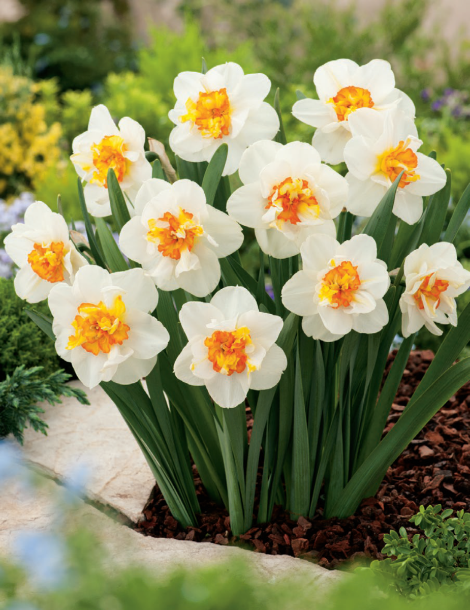 Daffodil Flower Drift