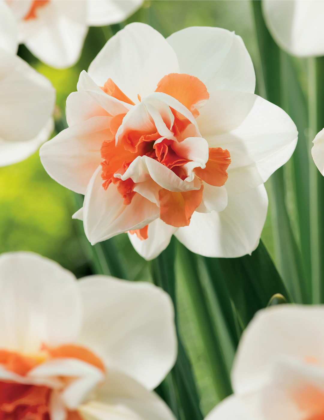 Daffodil Replete