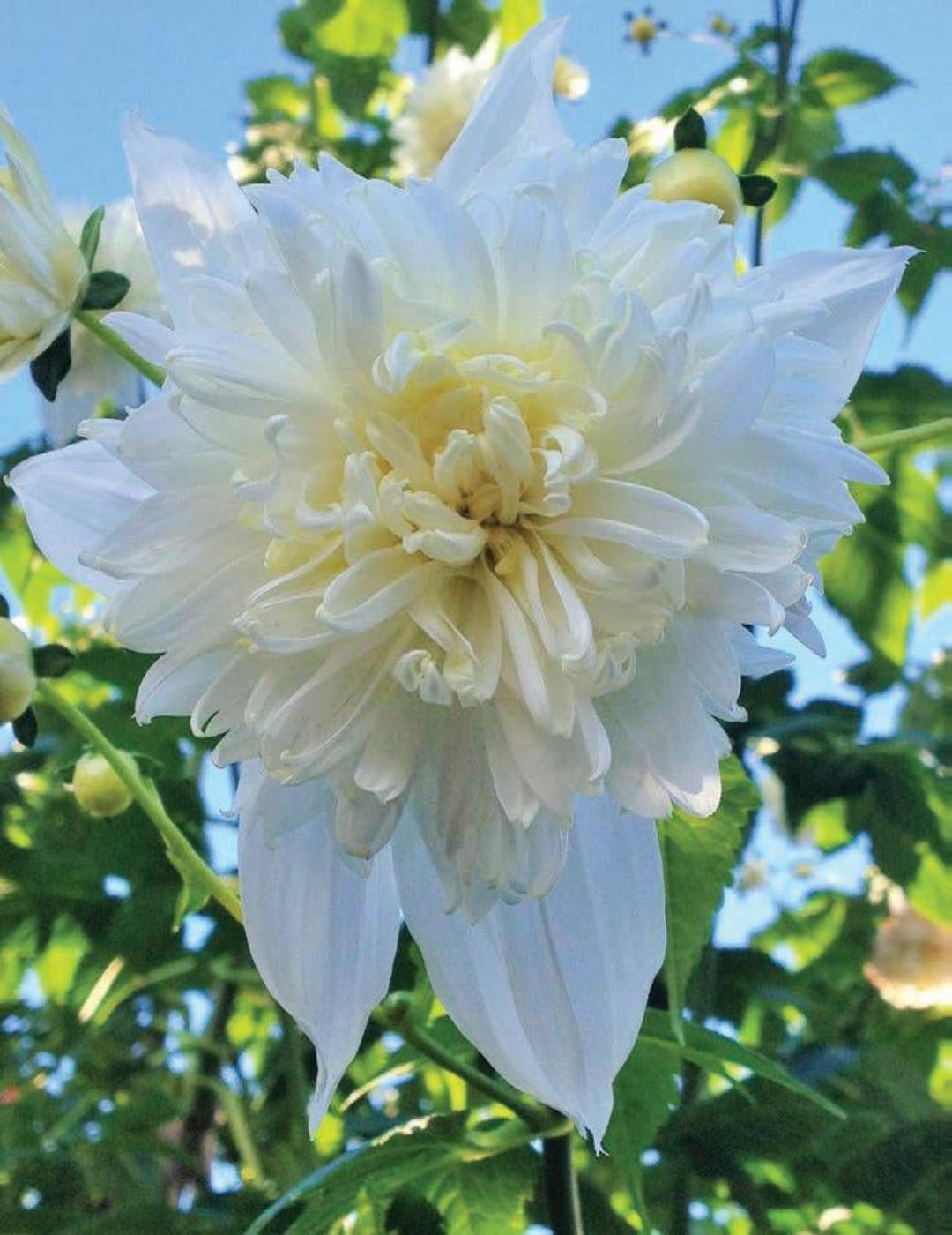 Dahlia Tree Double White (Season: Aug-Sep)