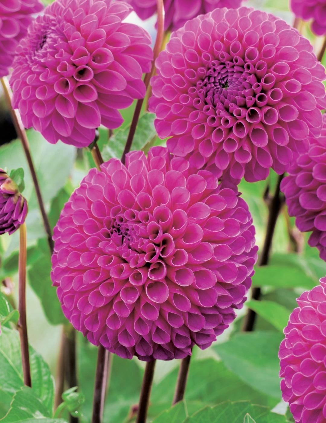 Dahlia Barbarry Bonafide (Season: Aug-Sep)