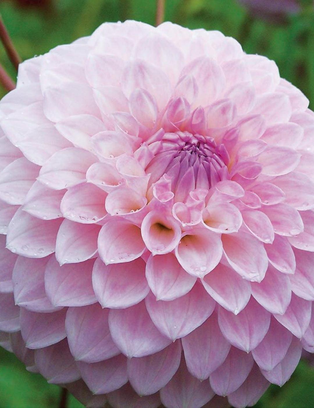 Dahlia Marshmallow (Season: Aug-Sep)