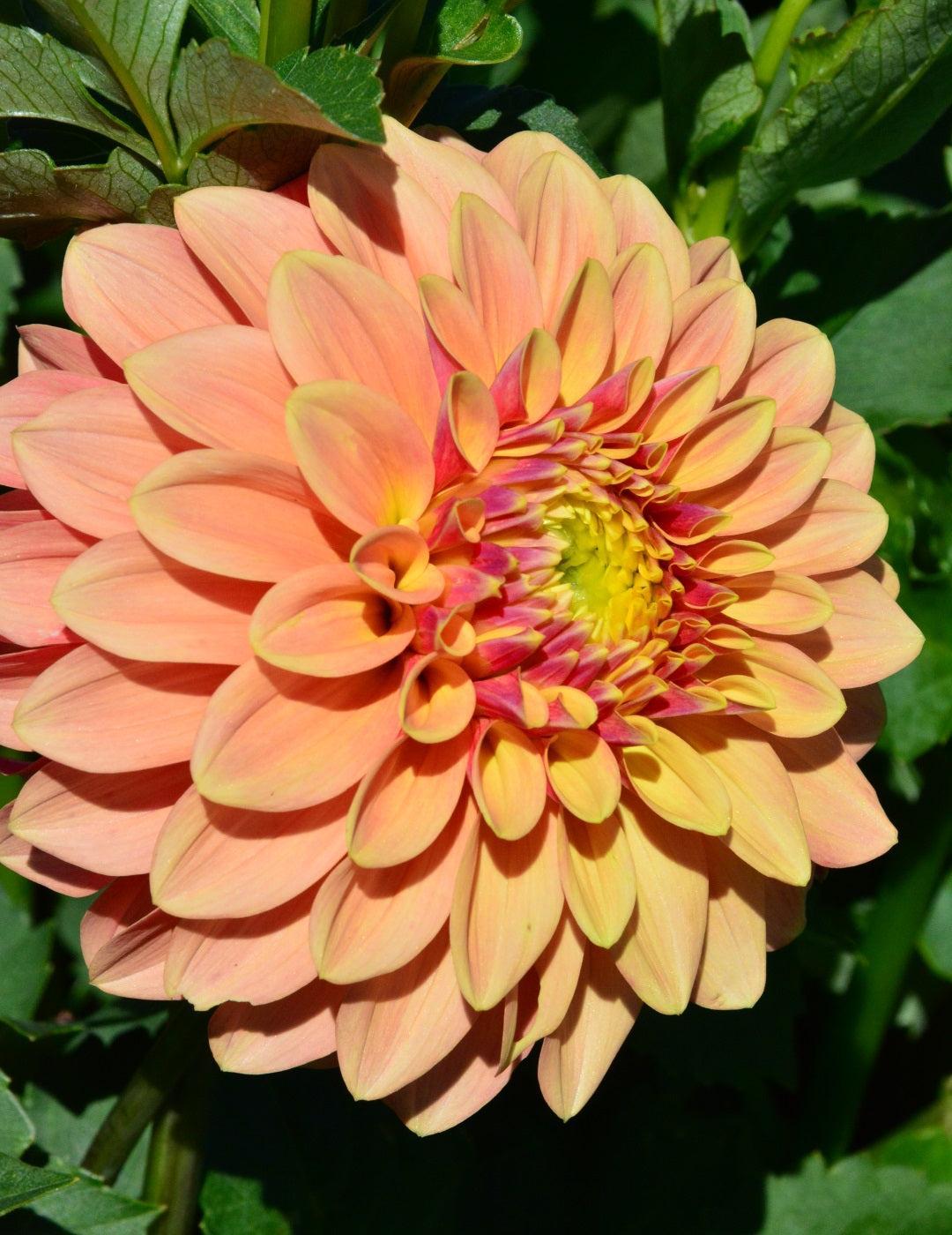 Dahlia Sunset (Season: Aug-Sep)