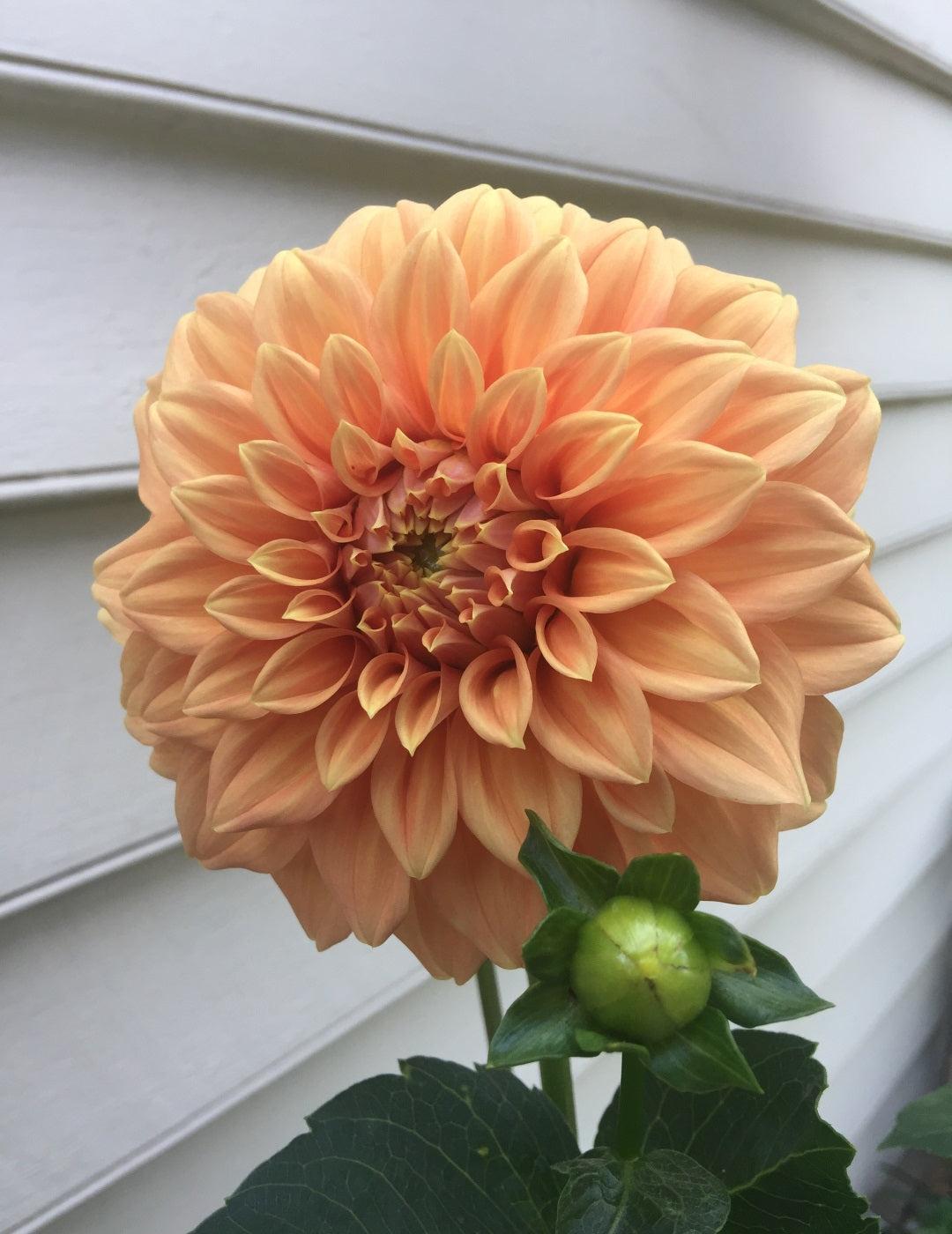 Dahlia Sunset (Season: Aug-Sep)