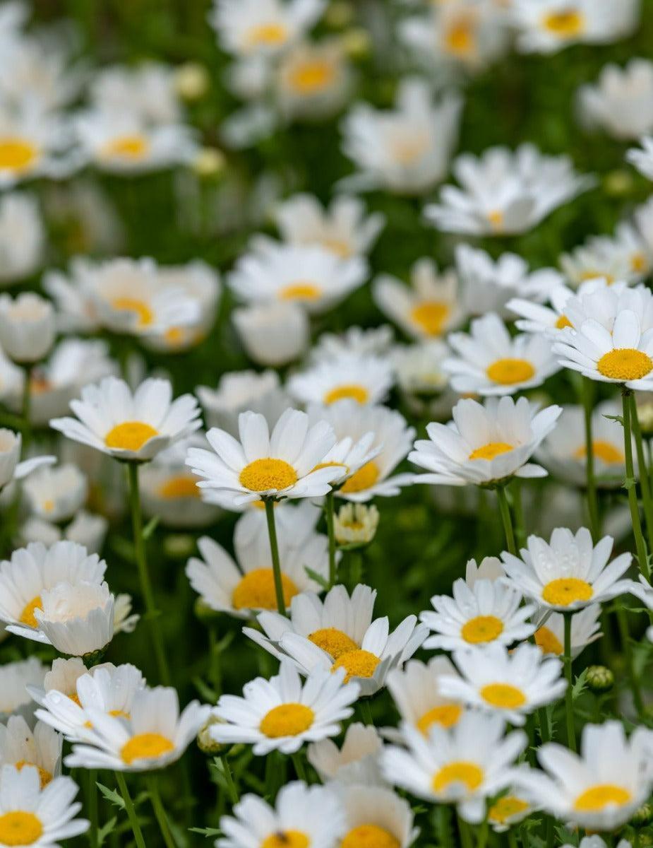 Daisy Mini Marguerita Flower Seeds