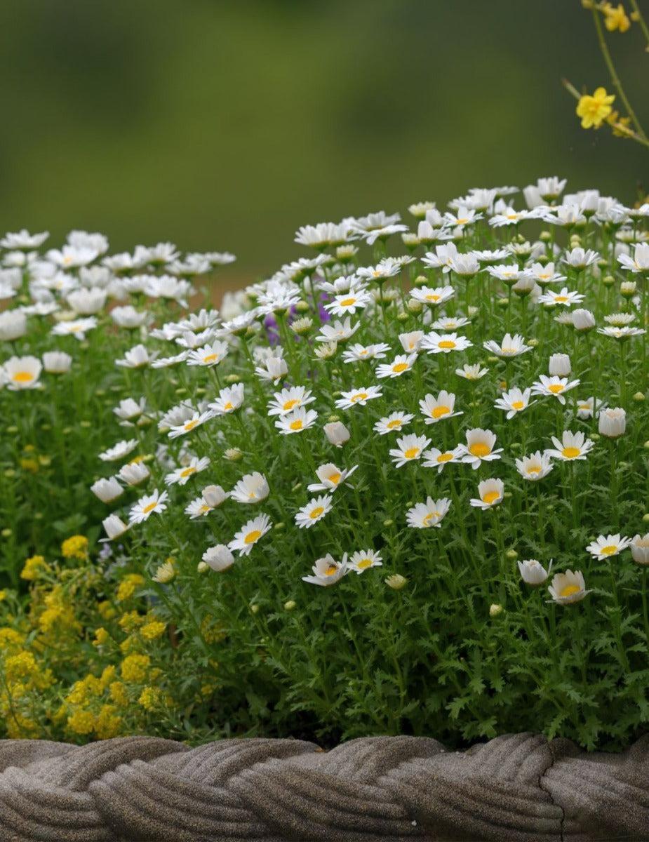 Daisy Mini Marguerita Flower Seeds