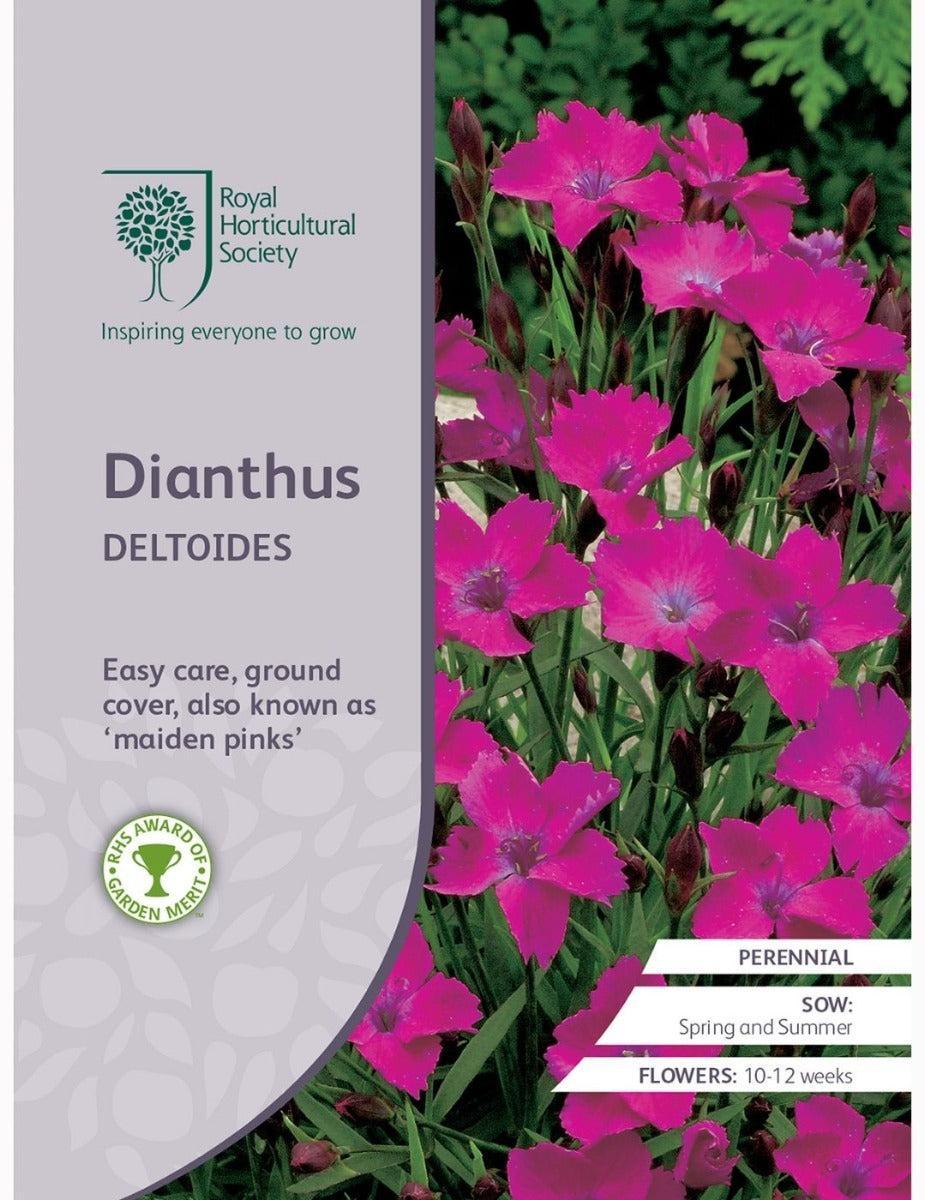 Dianthus Deltoides