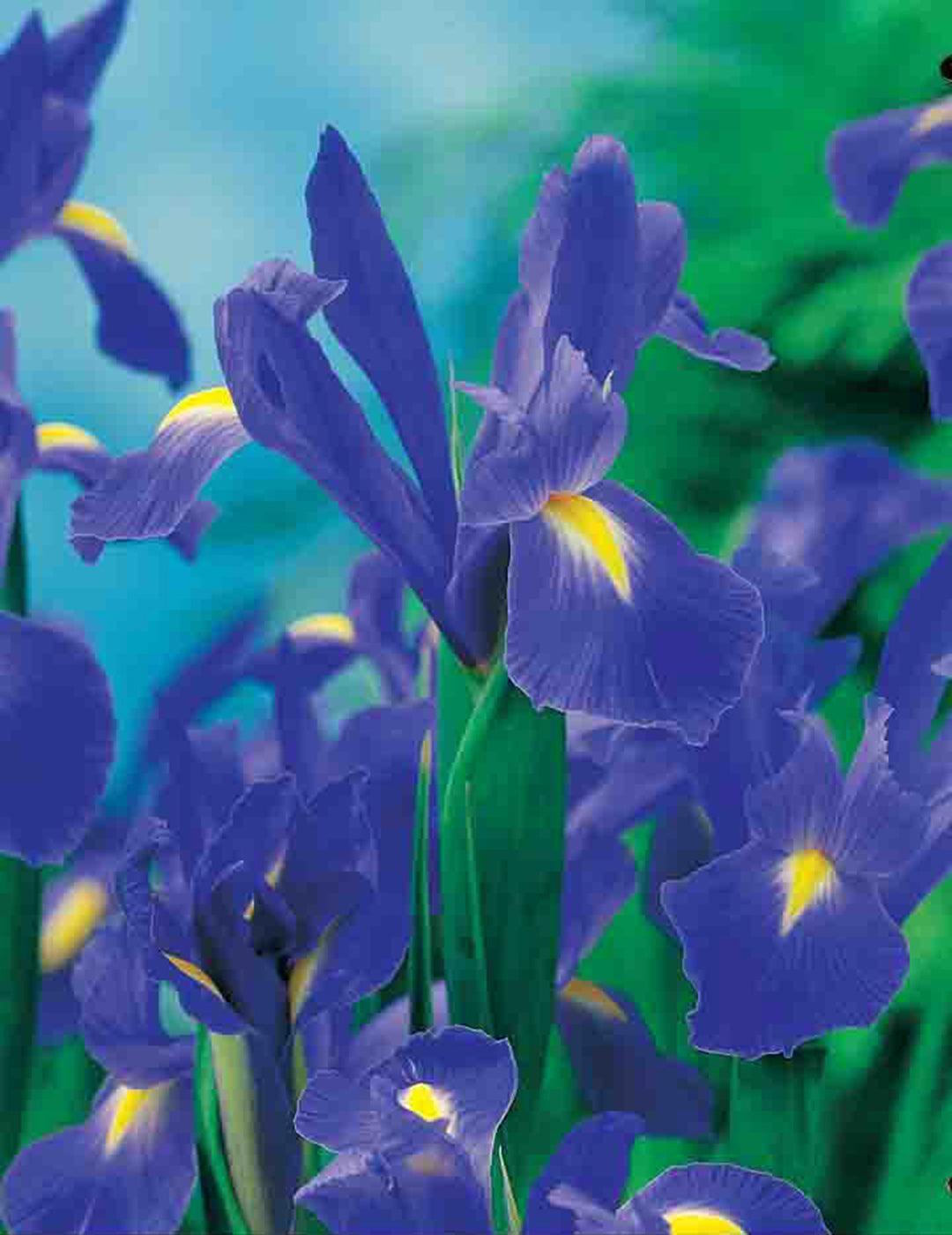Dutch Iris Professor Blauw Bulbs