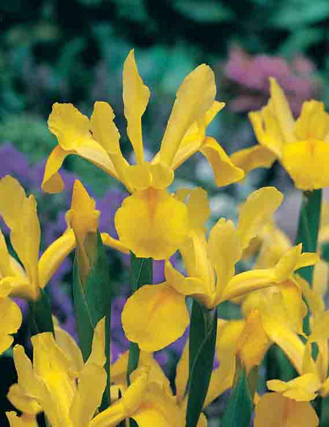 Dutch Iris Royal Yellow Bulbs