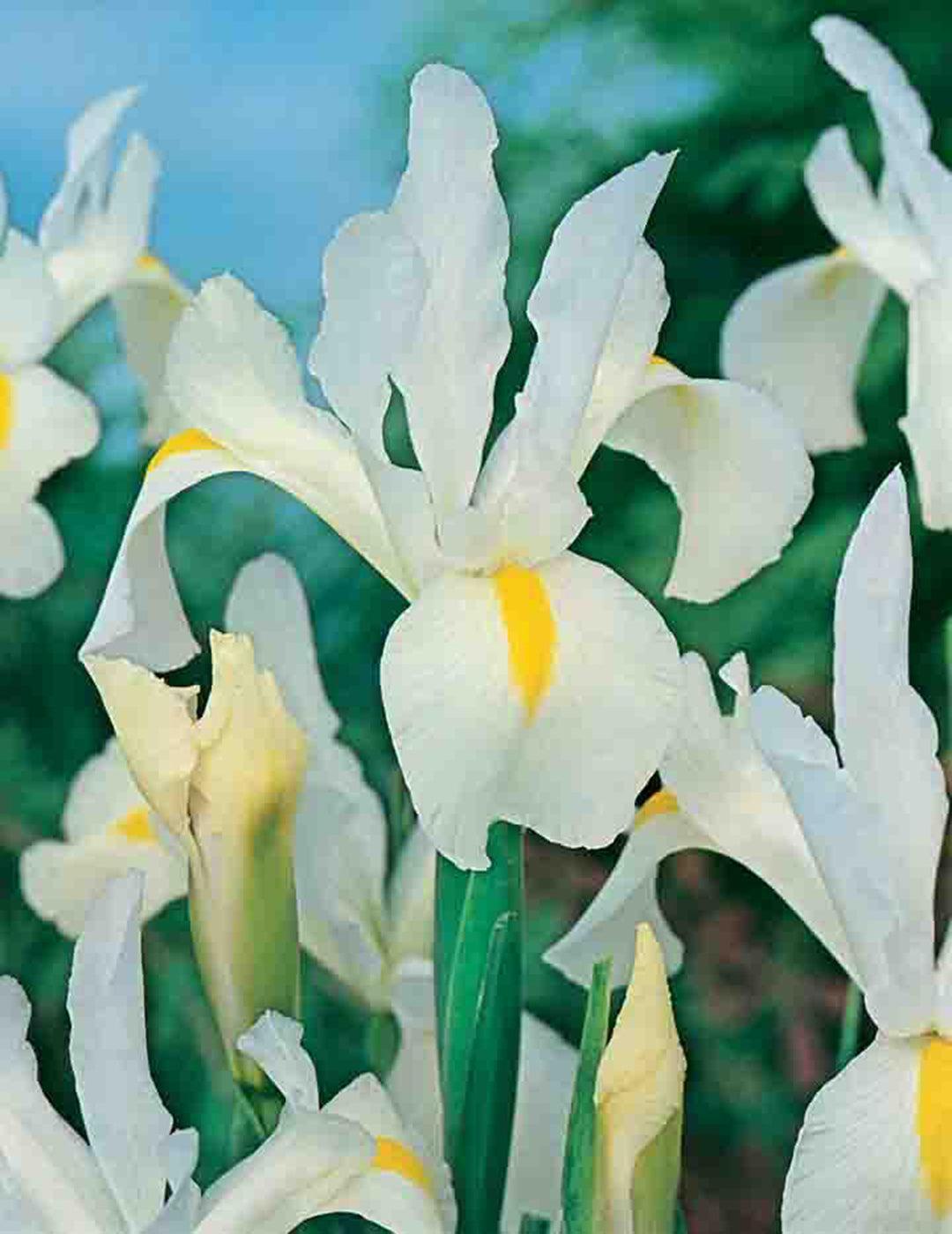 Dutch Iris Wedgewood White Bulbs
