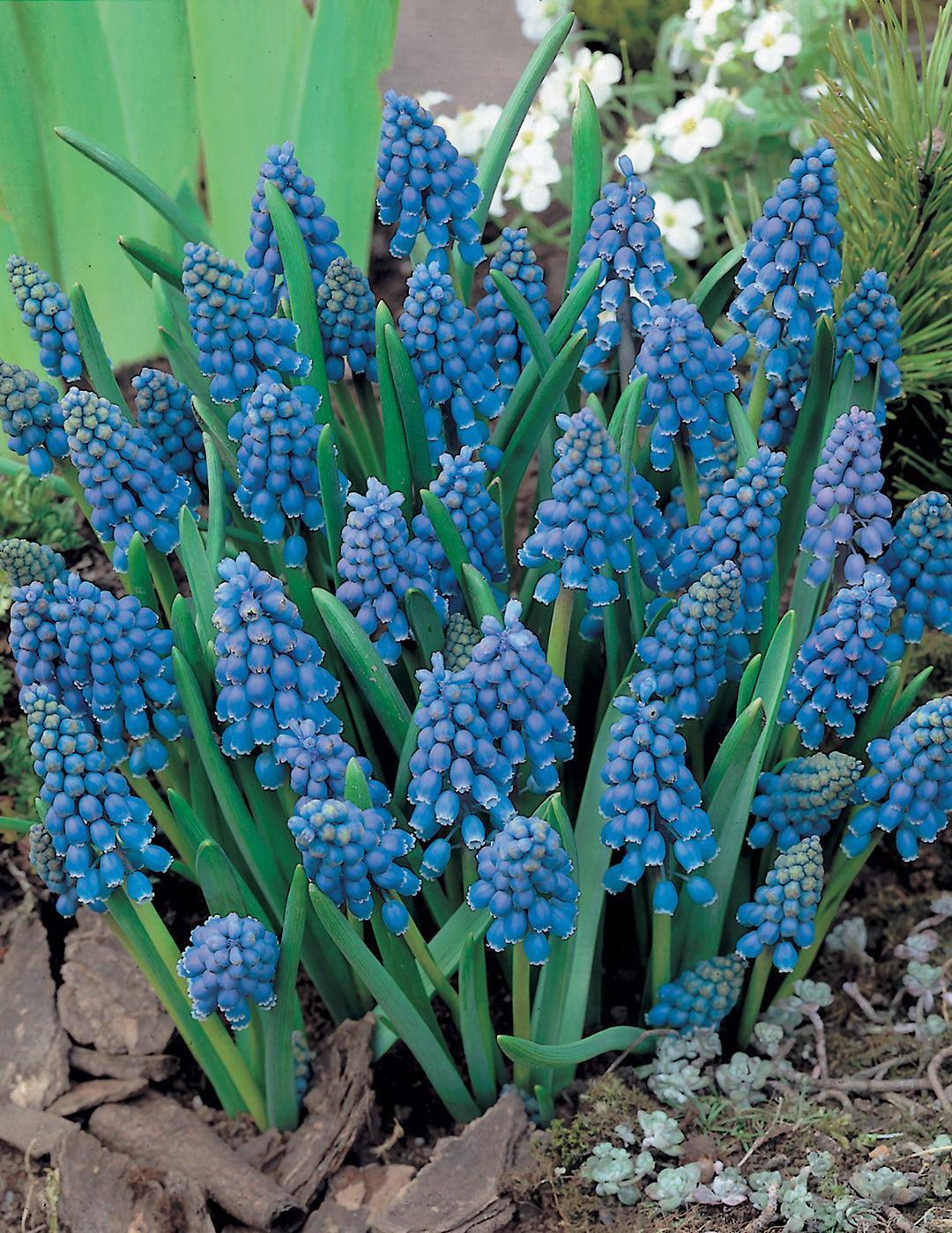Grape Hyacinth Heavenly Blue Bulbs