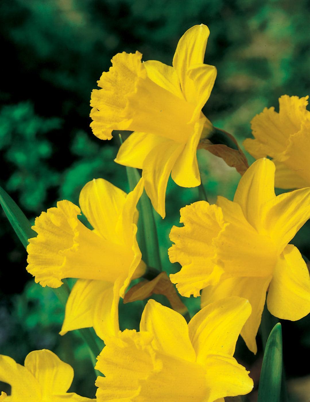 Daffodil King Alfred Bulbs (Bumper Bargain Pack)