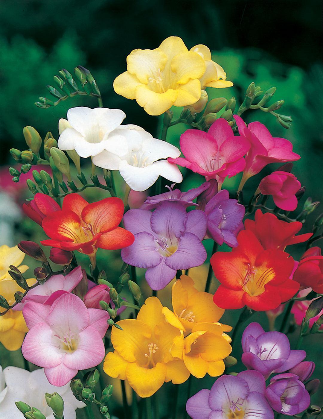 Freesia Massing Mixed Value Pack