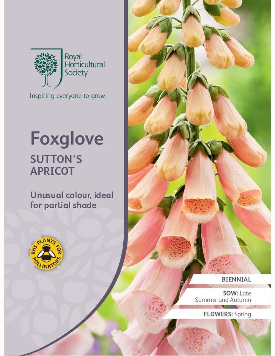 Suttons Apricot Foxglove Seeds