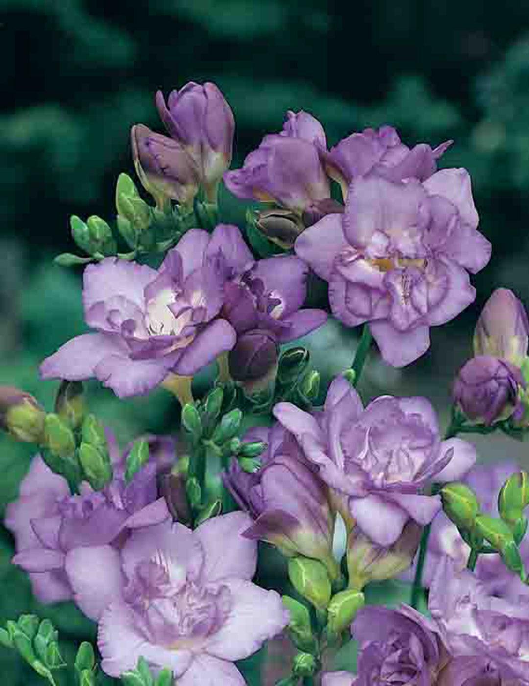 Freesia Double Amadeus Bulbs