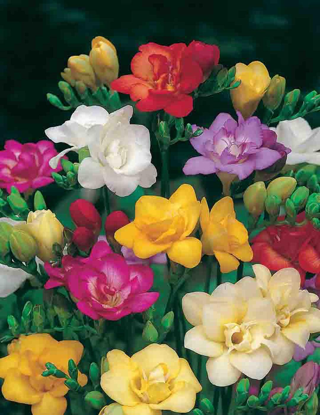 Freesia Double Blooms Bulbs