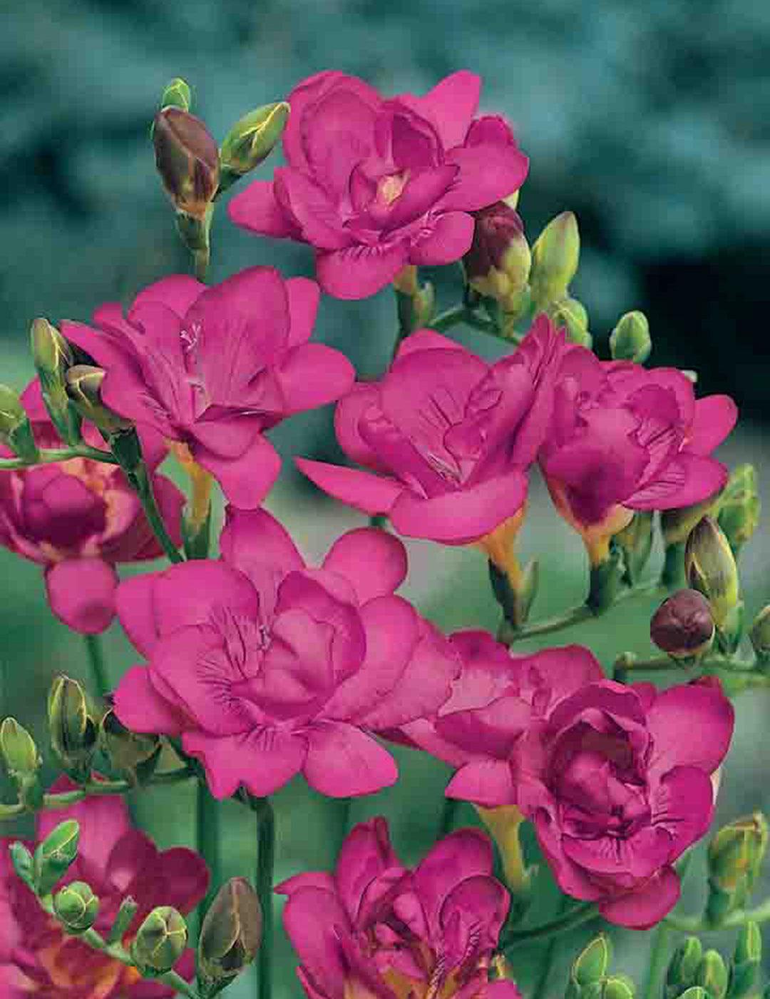 Freesia Double Purple Rain Bulbs