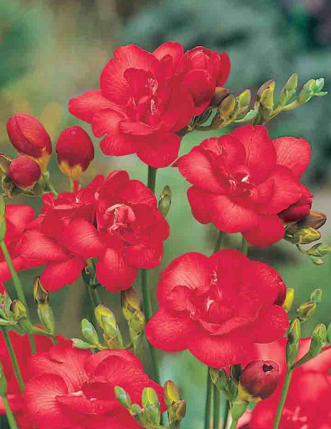 Freesia Double Volcano Bulbs