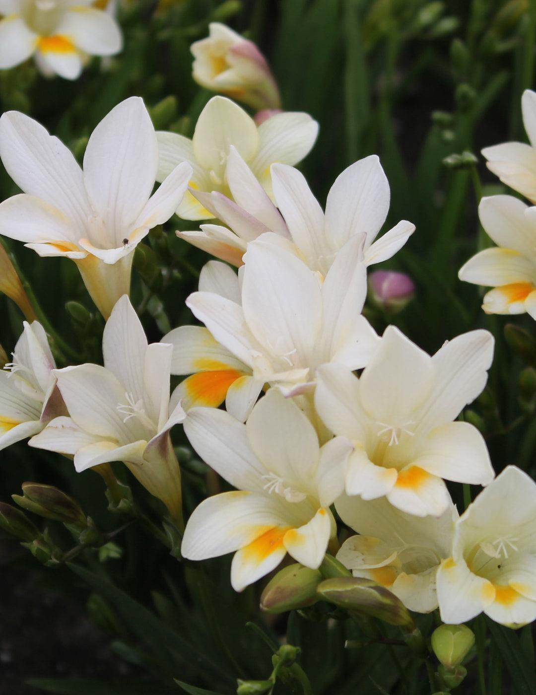 Freesia Refracta Alba Bulbs