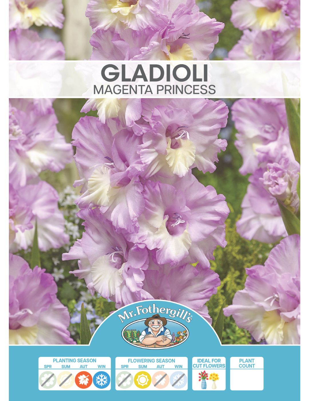 Gladioli Magenta Princess (Season: Winter)