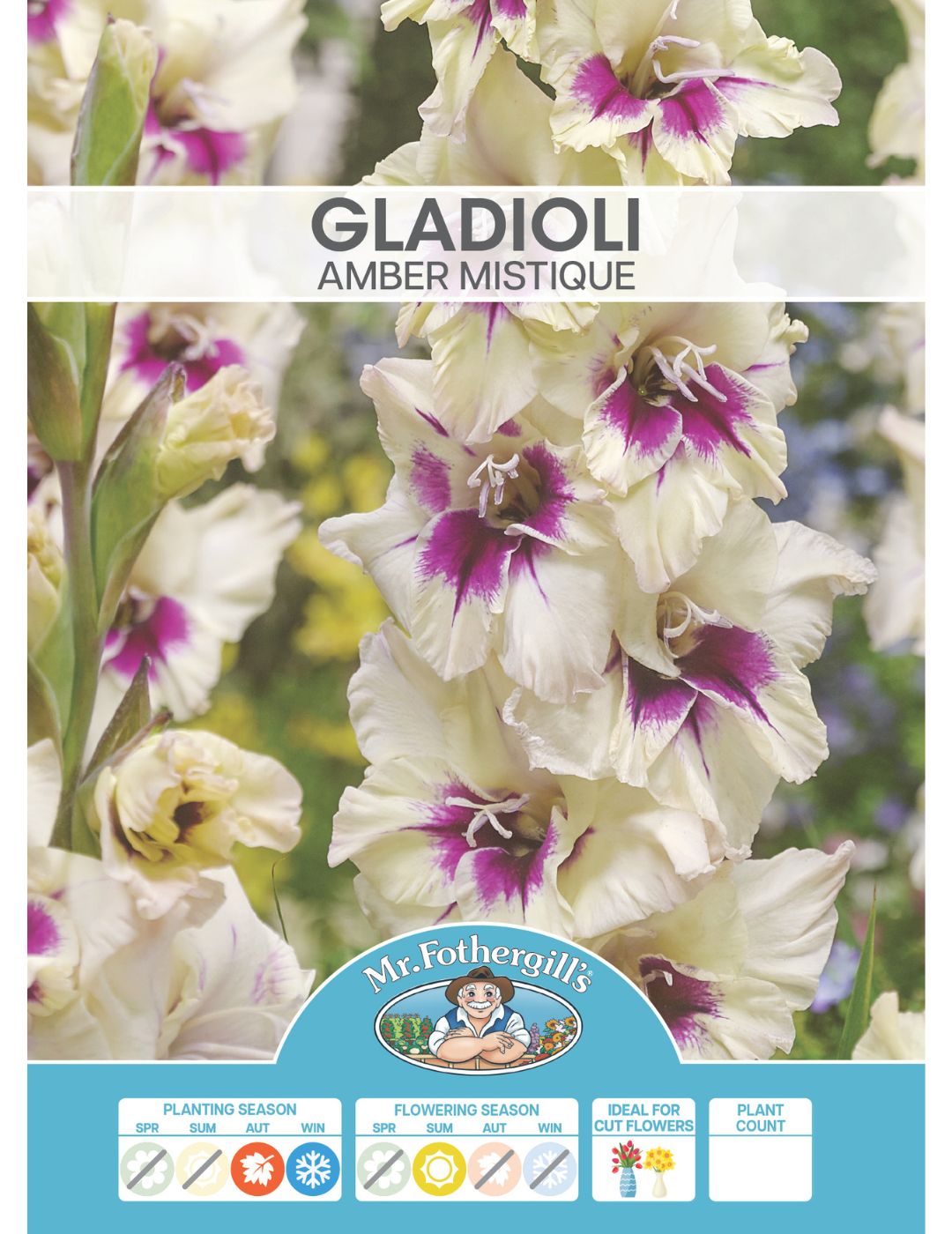 Gladioli Amber Mistique (Season: Winter)