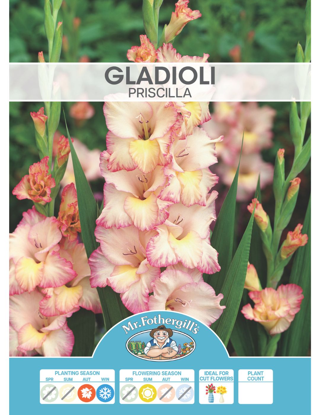 Gladioli Priscilla (Season: Winter)