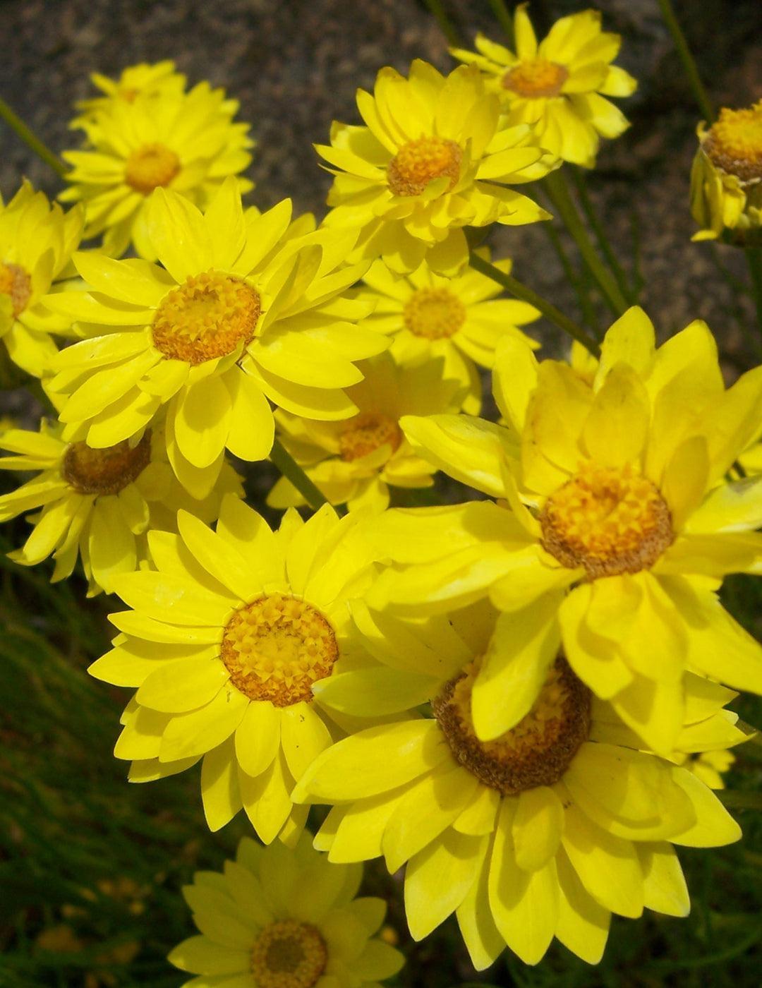 Golden Everlastings Daisies WILDFLOWER