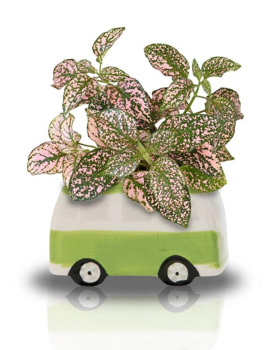 Minivan Grow Kit - Freckle Face Van - Green