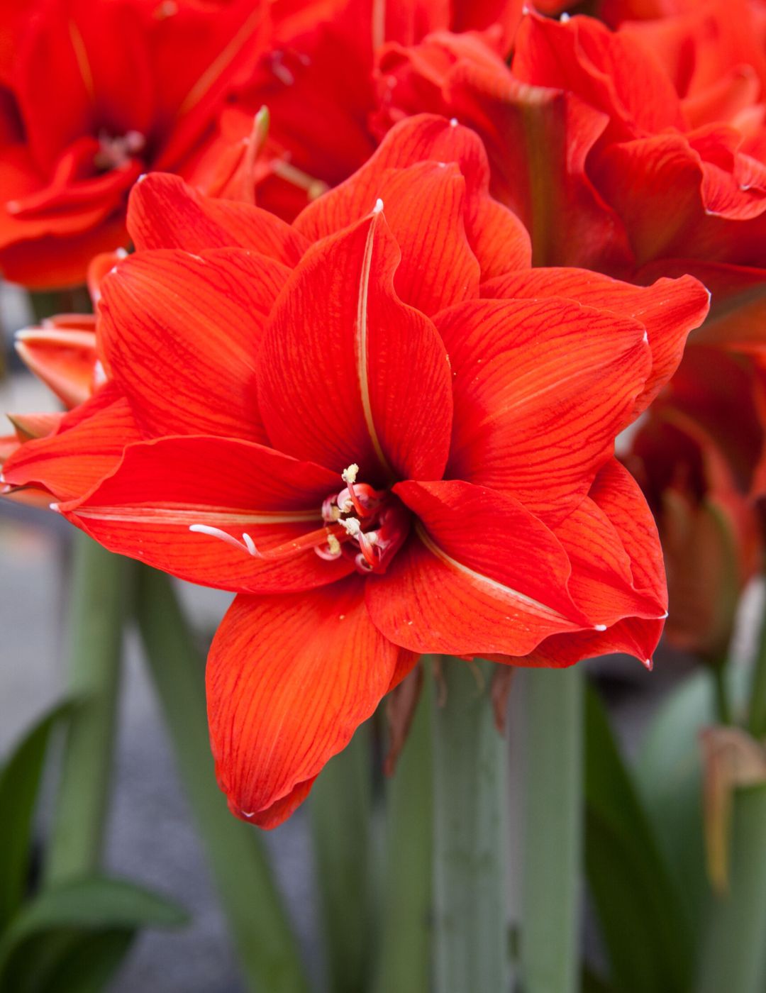 Hippeastrum Double Celica (Season: Aug-Sep) (Copy)