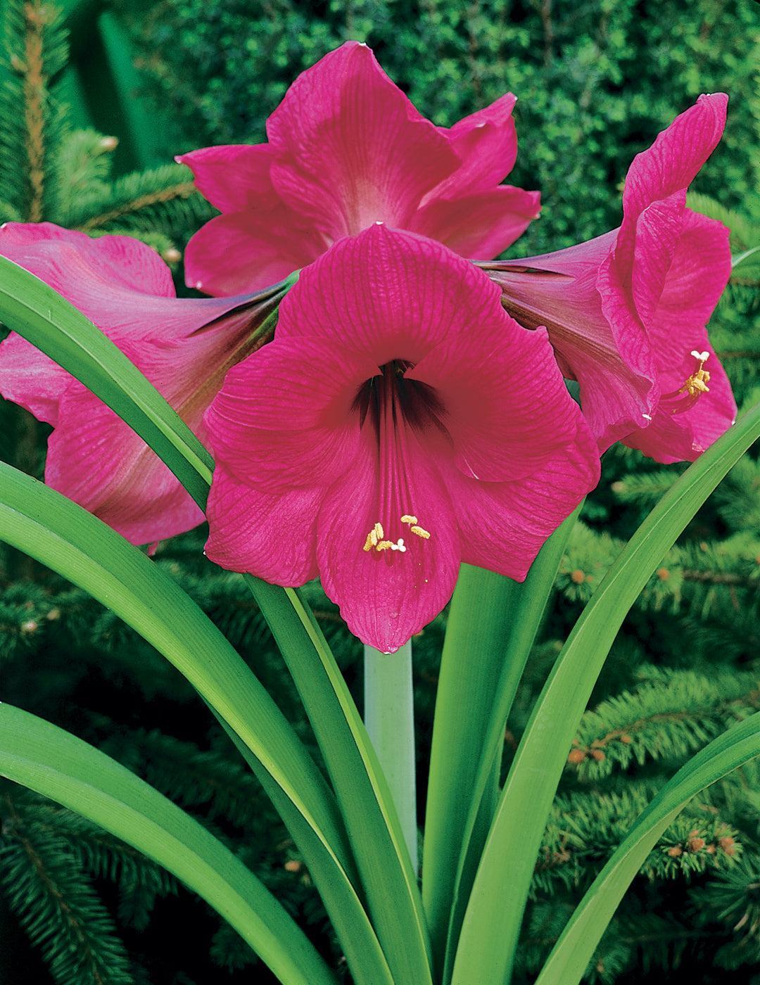 Hippeastrum Milady Bulb (season: Aug-Sep)
