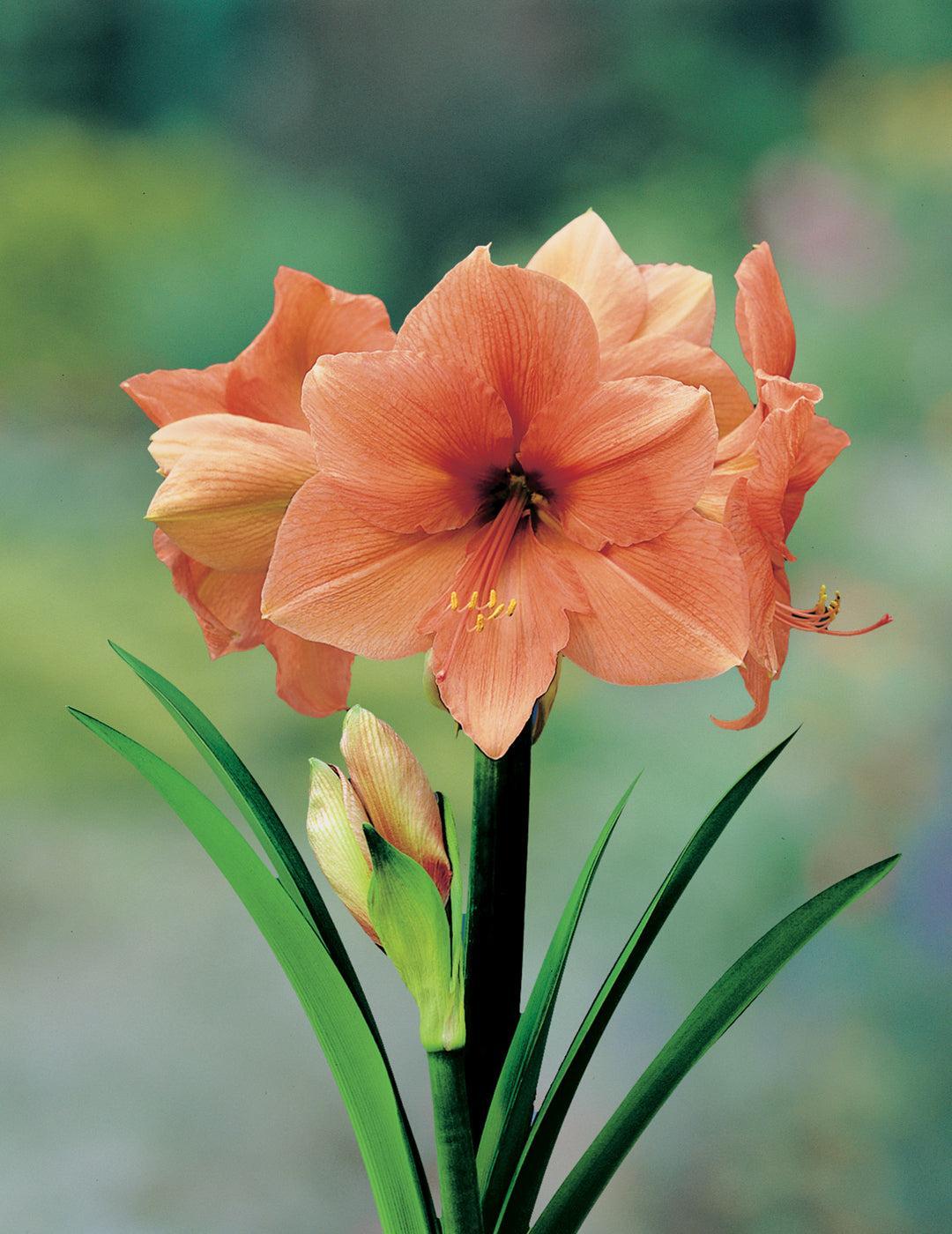 Hippeastrum Rilona (season:Aug-Sep)