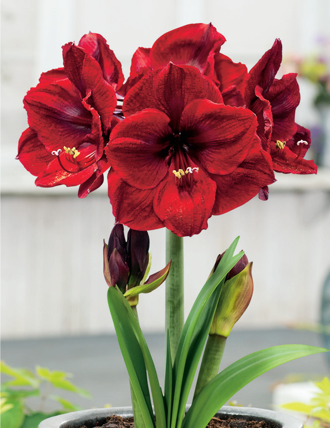 Hippeastrum Benfica (season:Aug-Sep)
