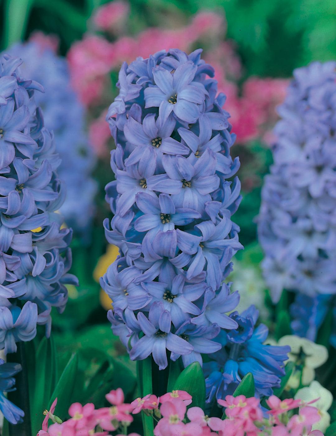 Hyacinth Delft Blue Bulbs