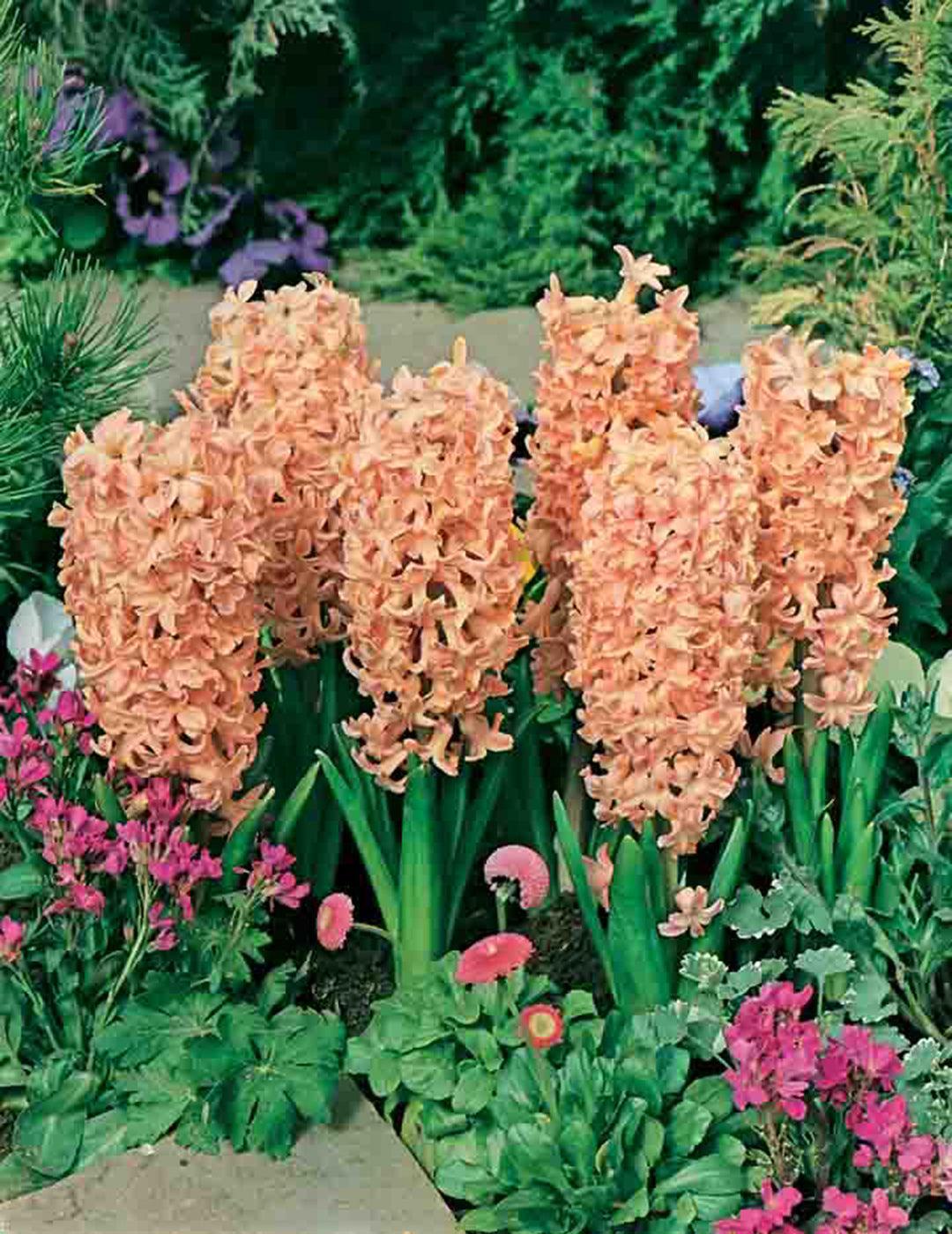 Hyacinth Gypsy Queen Bulbs
