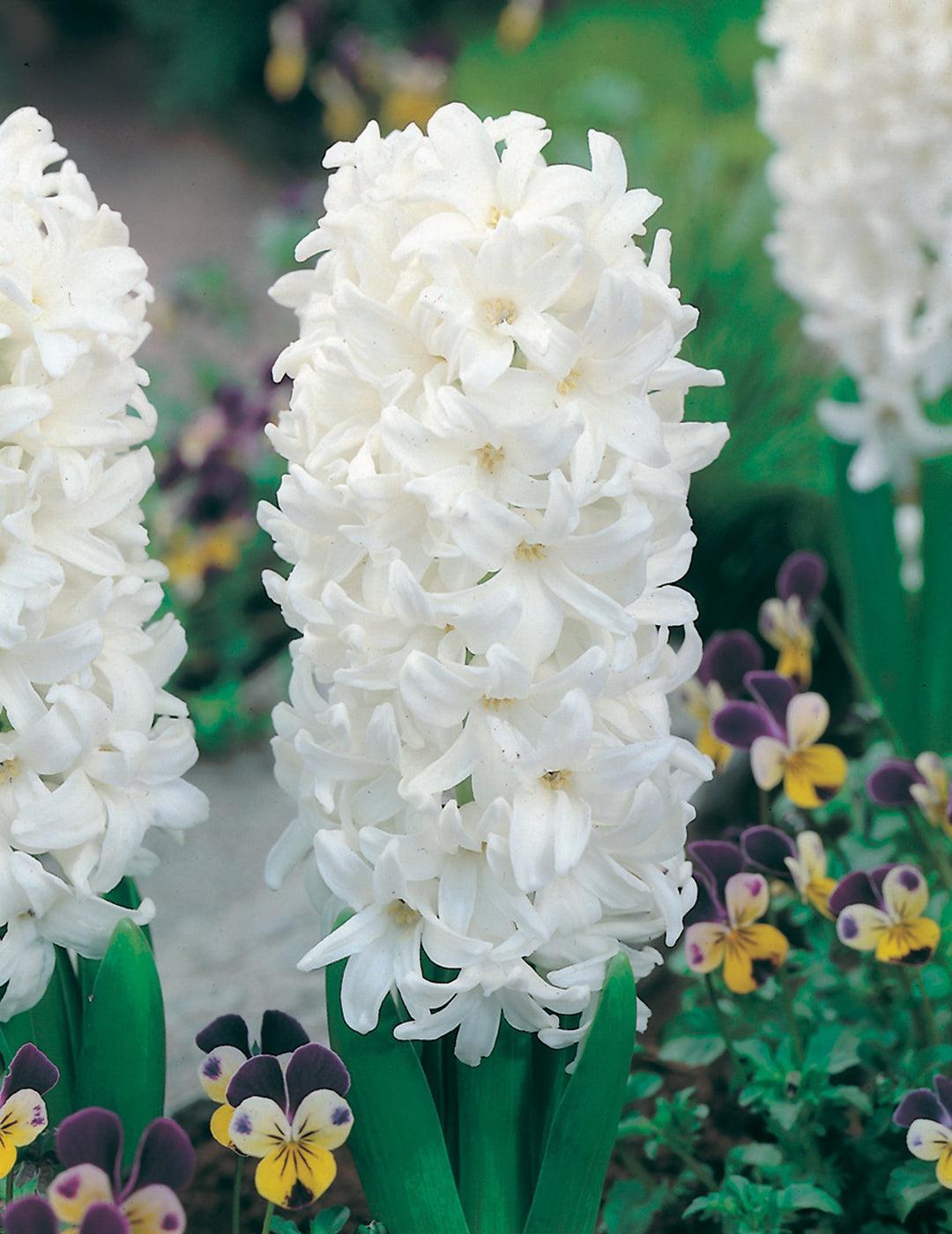 Hyacinth L'lnnocence White Bulbs