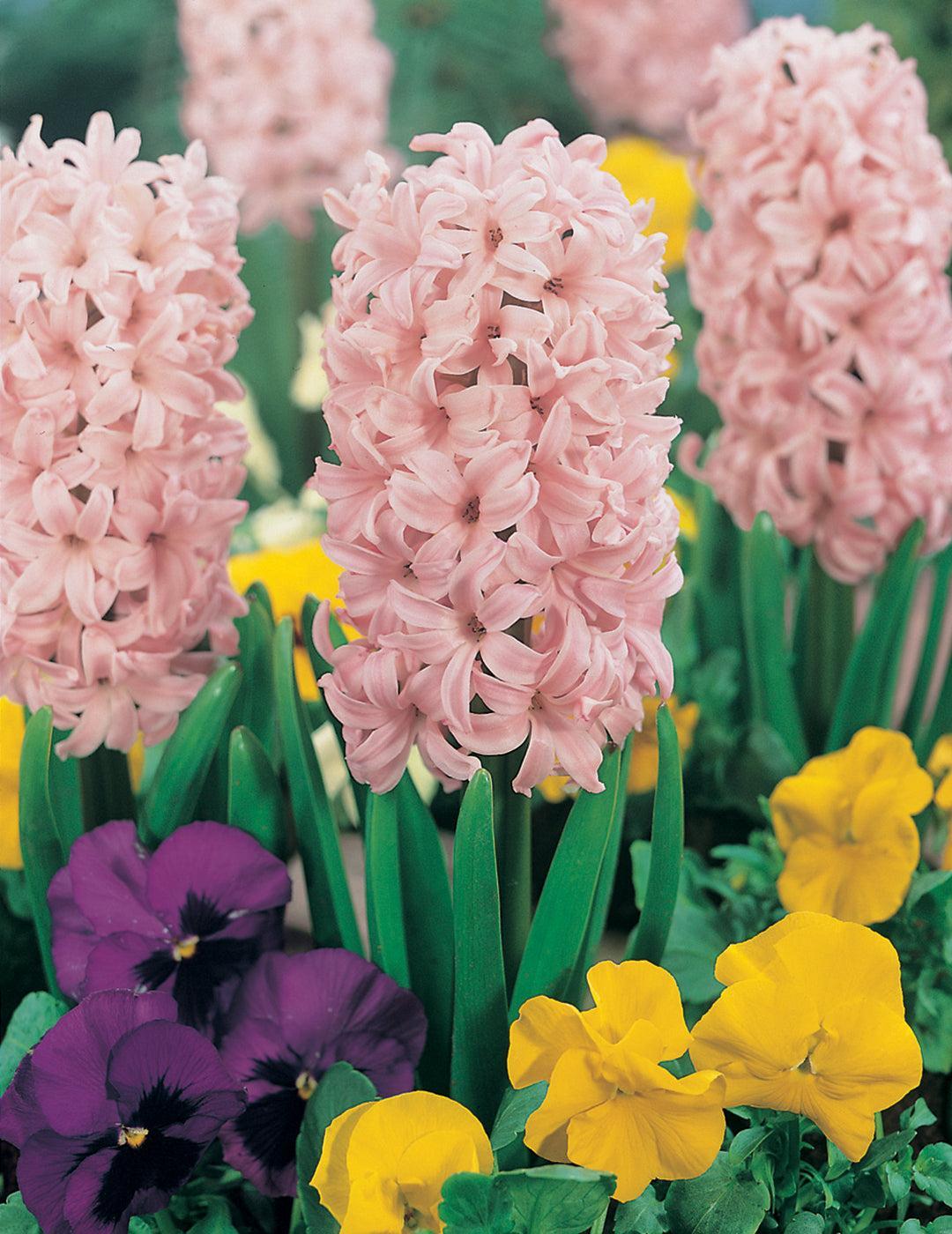 Hyacinth Lady Derby Pink Bulbs
