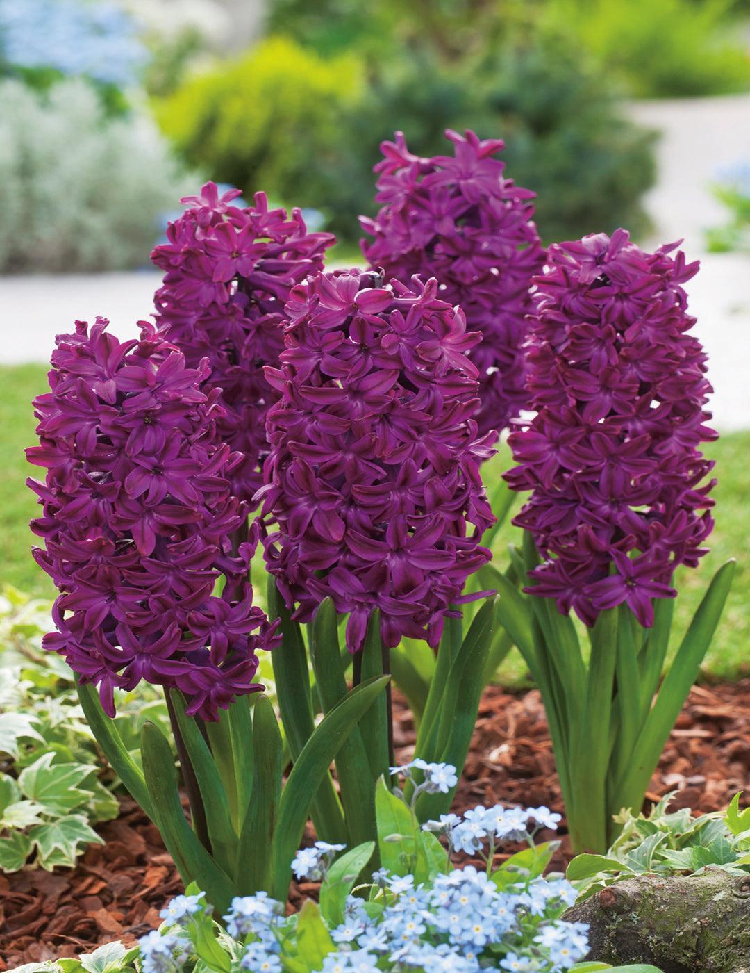 Hyacinth Woodstock Bulbs