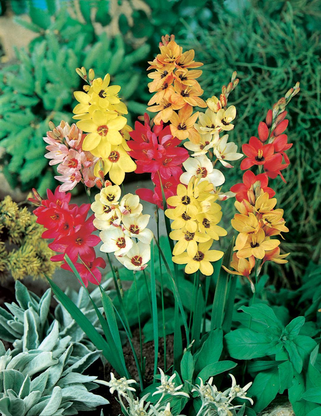 Ixia Corn Lily Bulbs