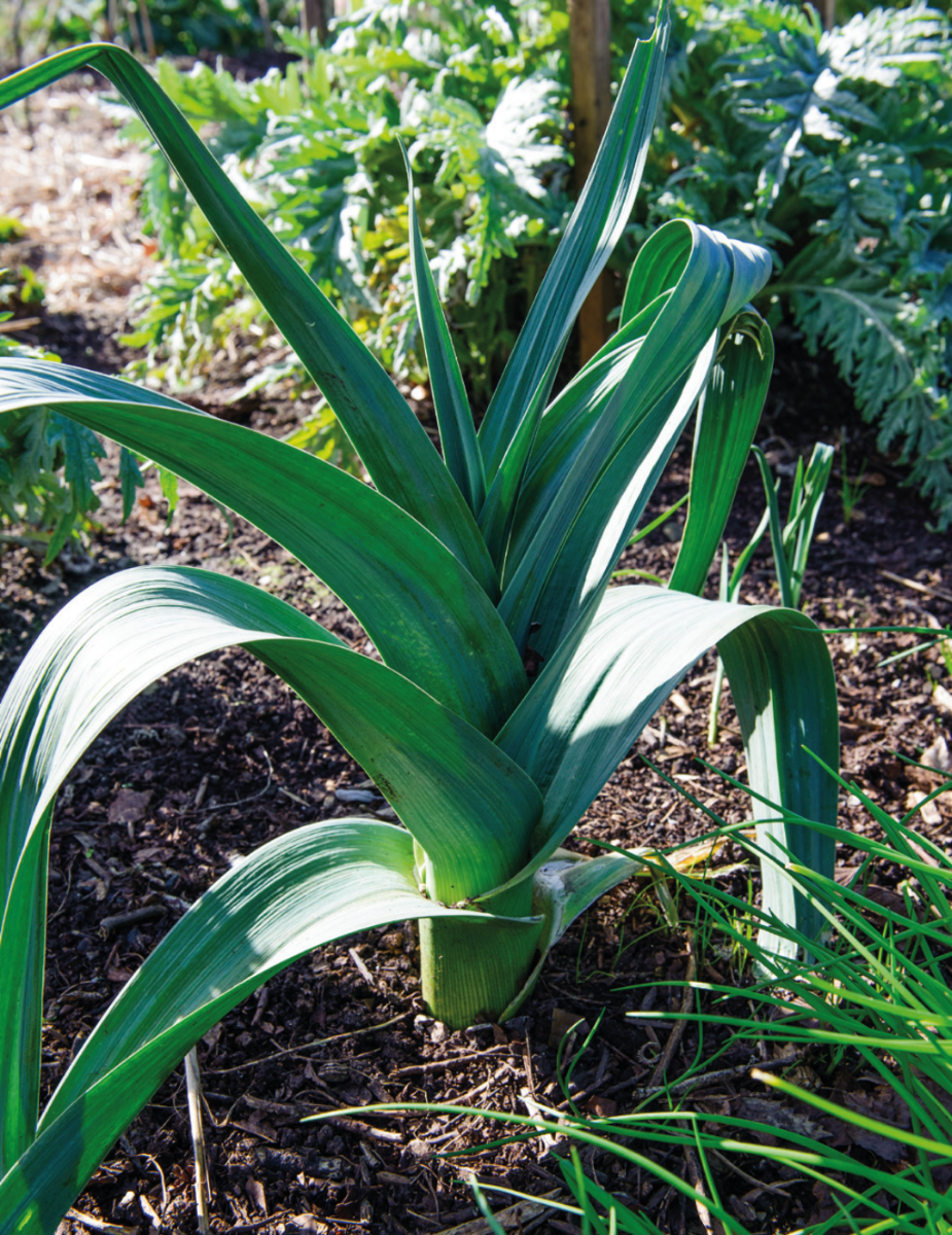 Leek Giant Elephant