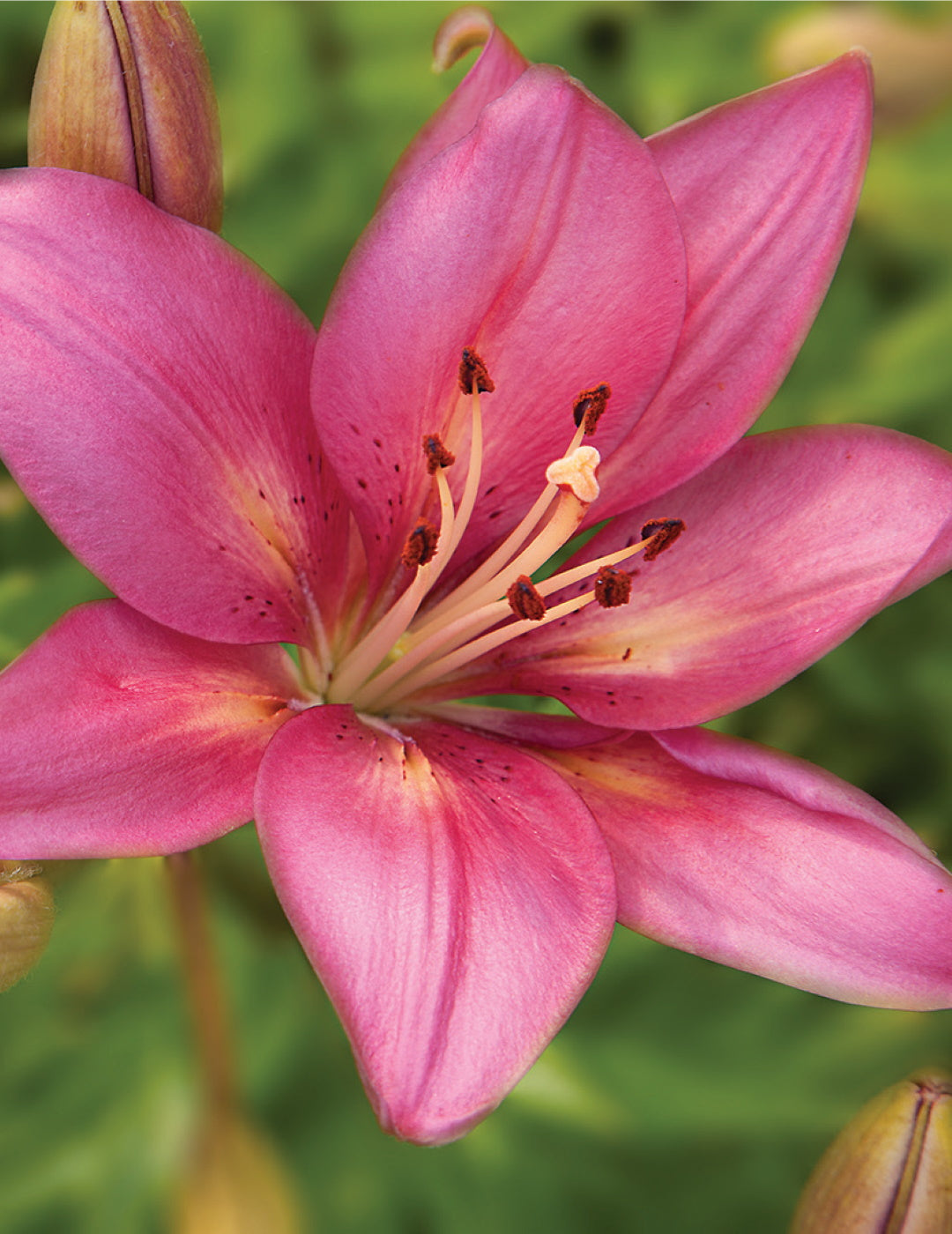 Lilium Tiger Pink Flight (season: Winter)