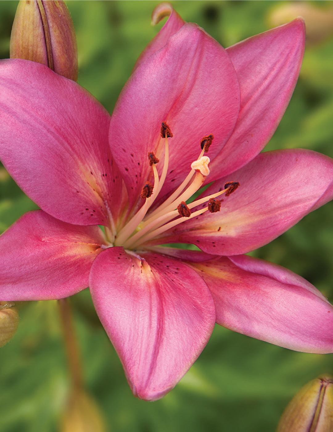 Lilium Tiger Pink Flight (season: Winter)