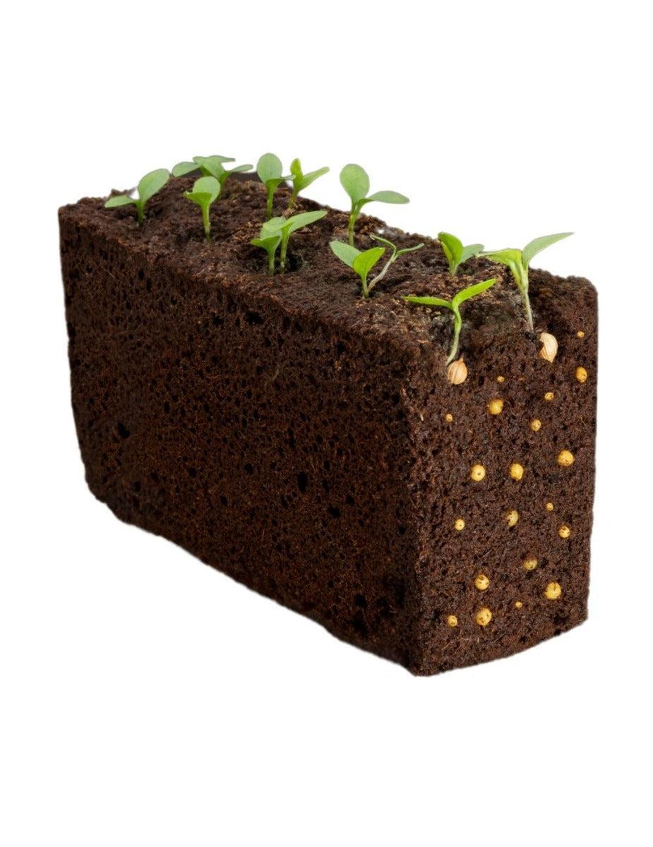 Véritable® Seed Lingot® - Lettuce Oakleaf