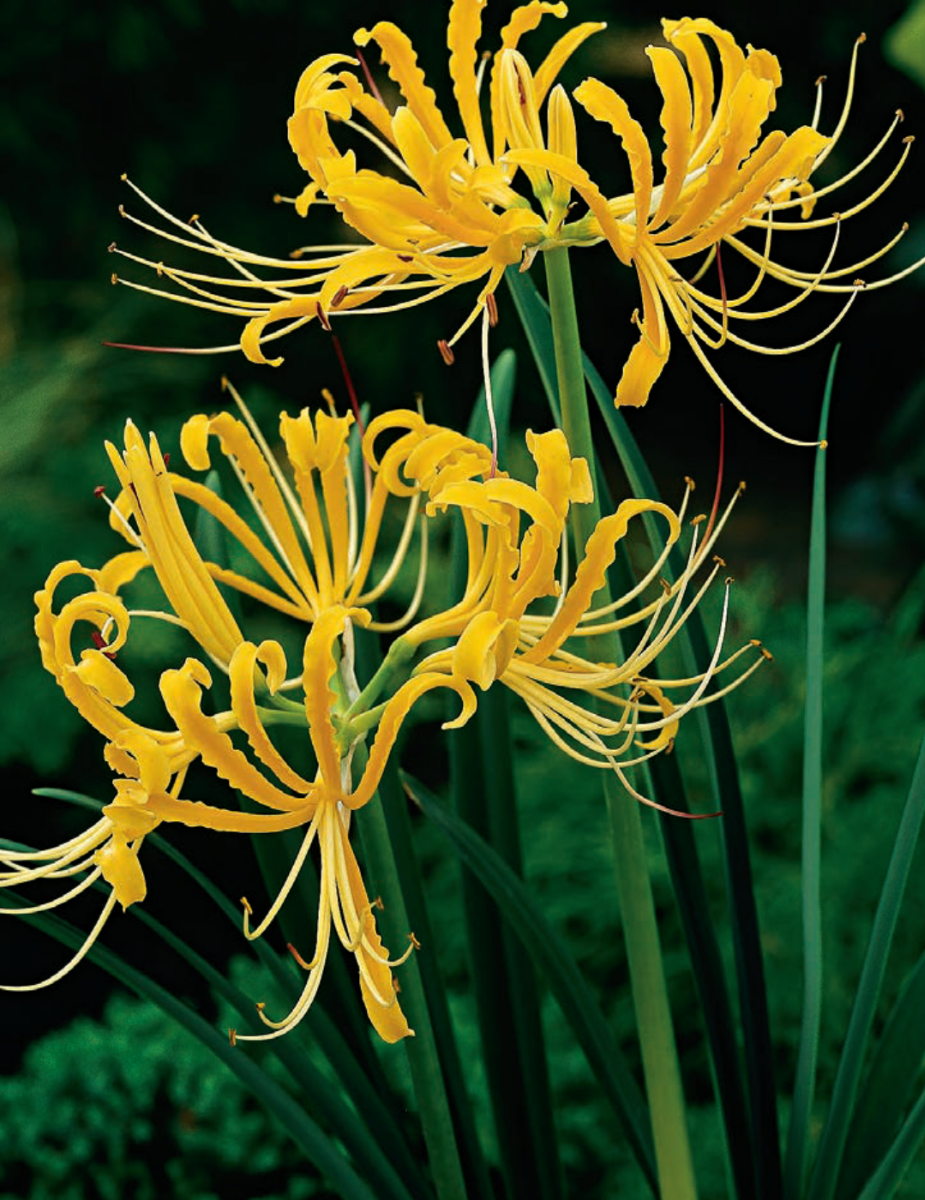 Lycoris Gold